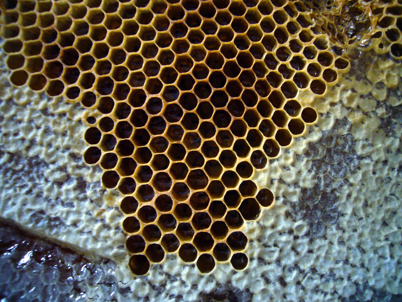 plaster miodu